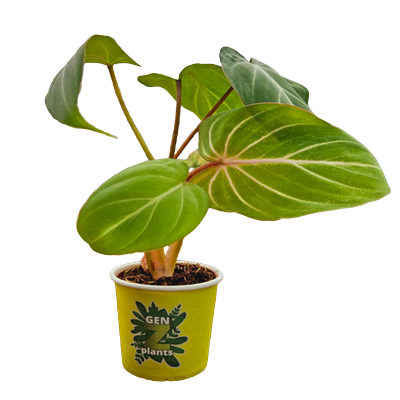 2" Philodendron Gloriosum